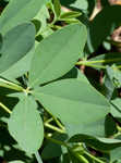 Yellow wild indigo